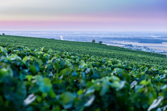 Photographe_troyes_studio_og_photos_vignoble_montgueux_champagne_jean_guerinot_13