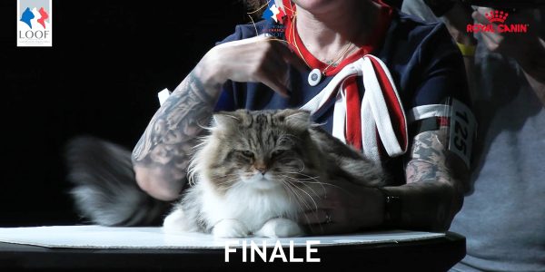 Championnat de france des chats de race